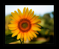 Sunflower - Sign of Summer's End