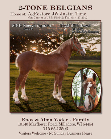 ADVERTISEMENT 2 - Amish Horse Breeder