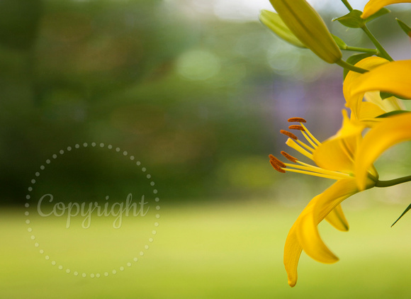 Yellow Lillies Keeping You