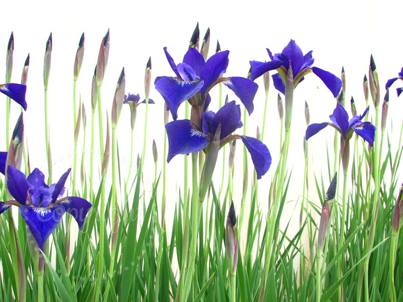 Flowers on Grammas Birthday - Dutch Iris