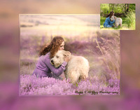 lr Before & After - Ashley 0015 Lavender Fields